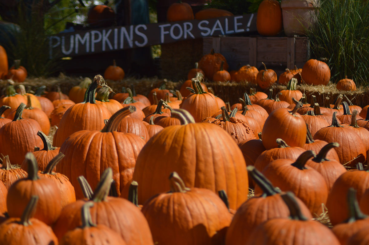 Fall pumpkins