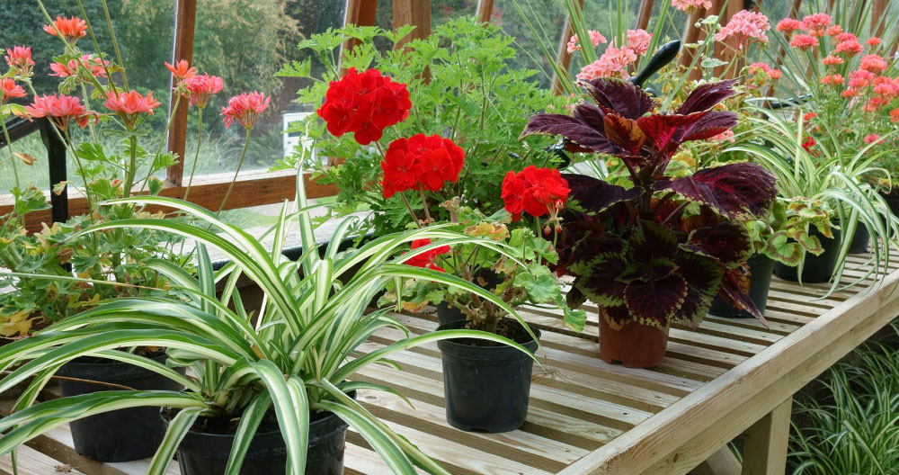 houseplants brought in for the winter - Greenstreet