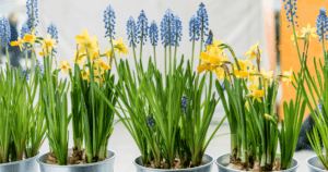 muscari and daffodil blooms indoors Greenstreet Gardens