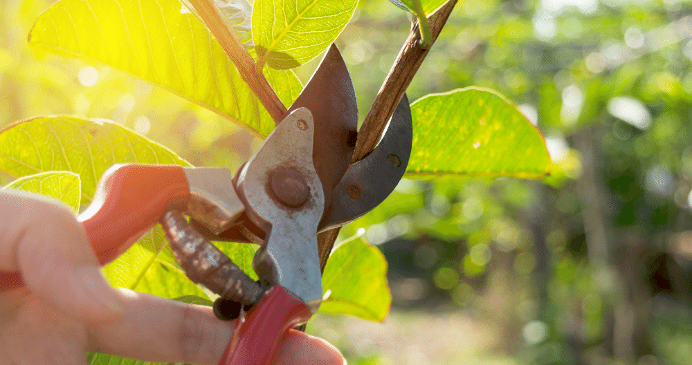 Your Guide To Spring Pruning | Greenstreet Gardens