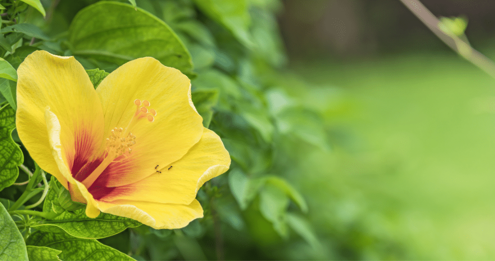 close up of a beautiful yellow hibiscus flower blooming in the summertime greenstreet gardens