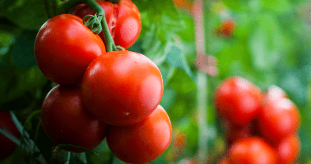 close up of better boy tomatoes growing perfectly on the vine greenstreet gardens