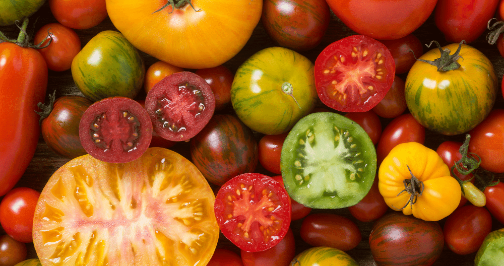 assortment of beautiful fresh tomatoes greenstreet gardens