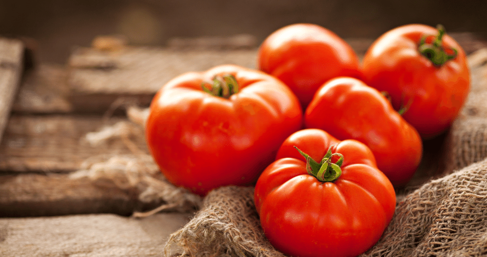 fresh jersey boy tomatoes ready for dinner greenstreet gardens