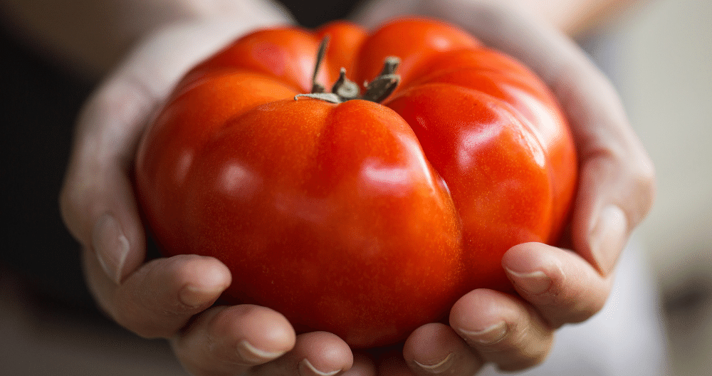 massive steakhouse tomato being held by someone greenstreet gardens