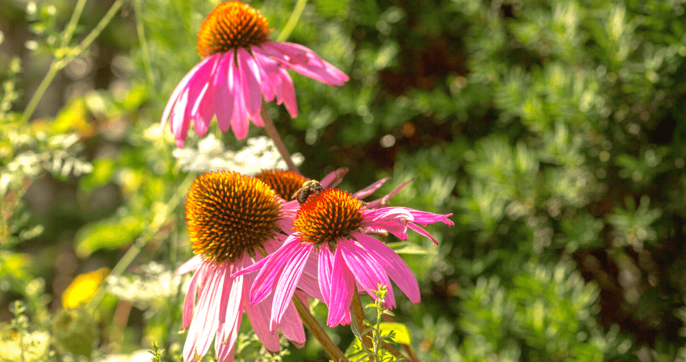 gorgeous pink cone flowers blooming in the sun light on a summer day greenstreet gardens