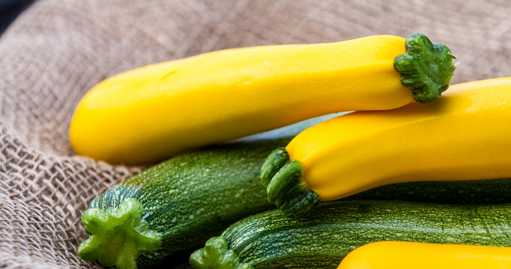 fresh summer squash and zuccinis freshly harvested greenstreet