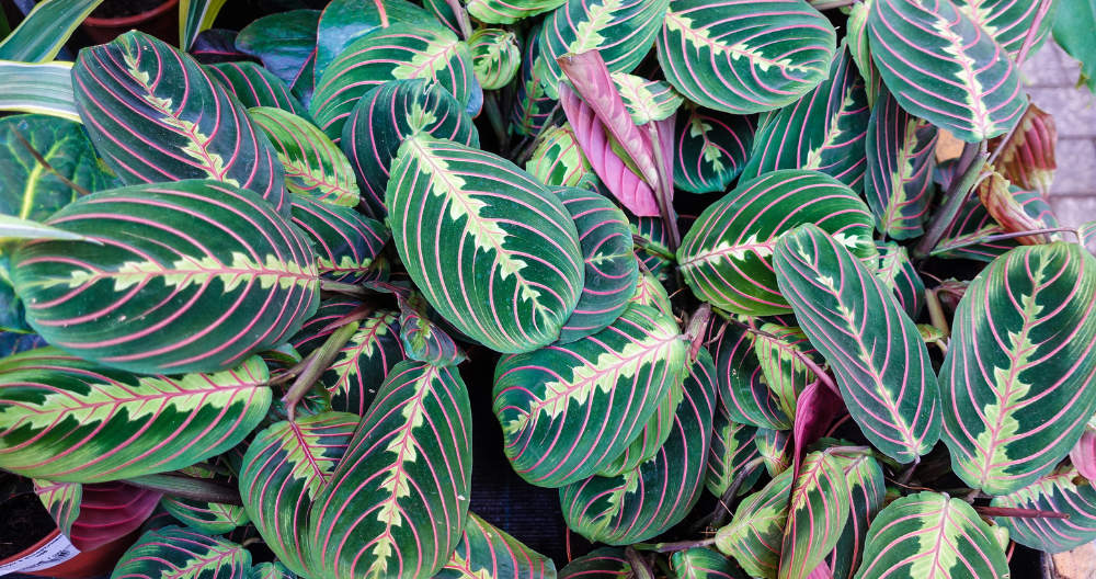 various colors of calathea plants outside under the sun greenstreet gardens