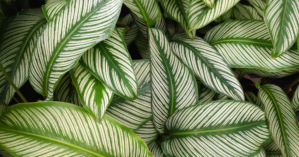 close up photo of a vibrant maranta plant that is blooming greenstreet gardens