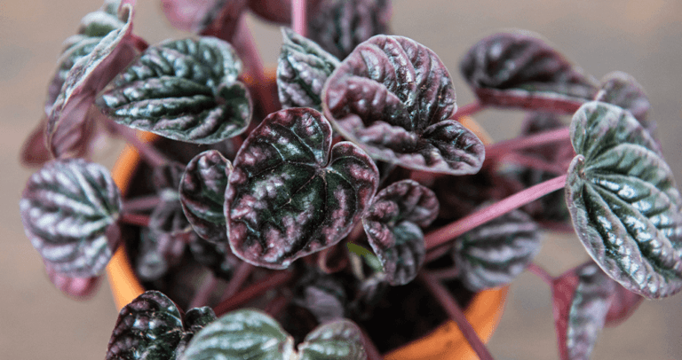 Red Radiator Plant How to Grow Radiator Plants | Greenstreet Gardens