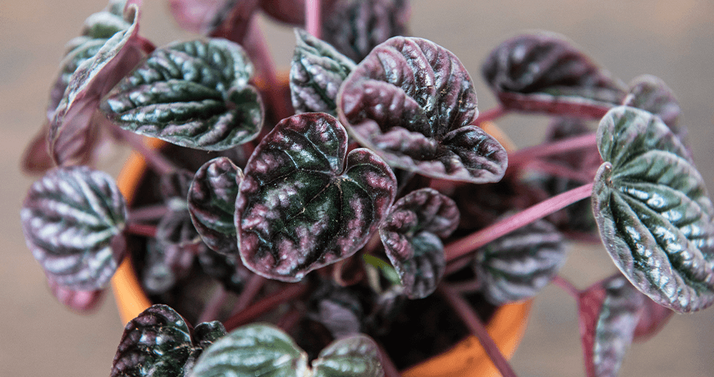 -purple peperomia plant greenstreet gardens