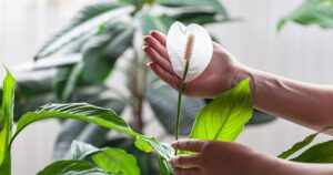 Greenstreet Gardens-How Houseplants Can Help S.A.D -peace lily blooming in home