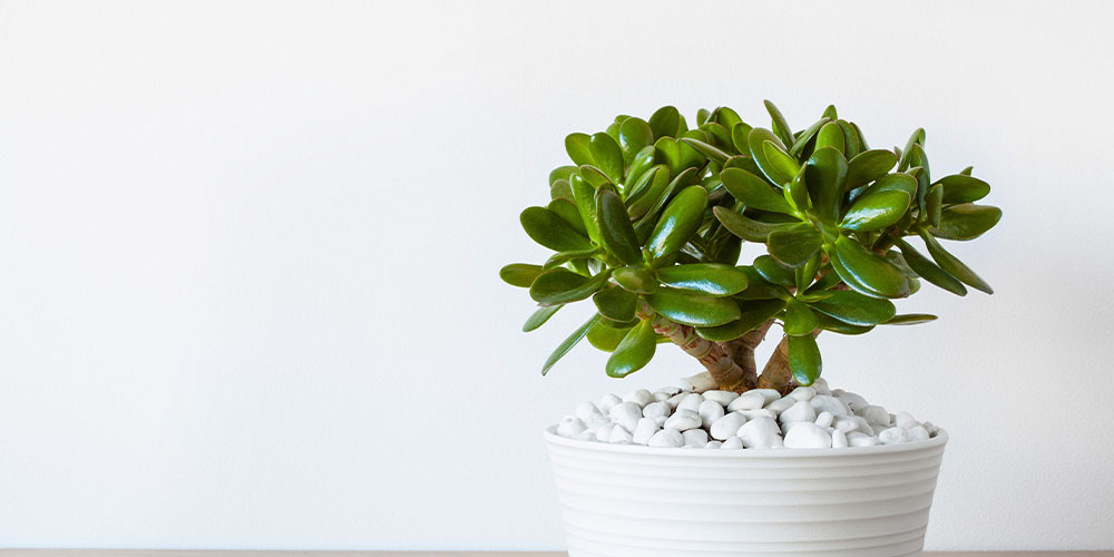 Greenstreet Gardens-Plants that Bring Prosperity-jade plant indoors white pot