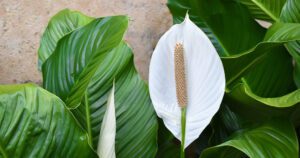 Greenstreet Gardens-Plants that Bring Prosperity-peace lily foliage and flowers