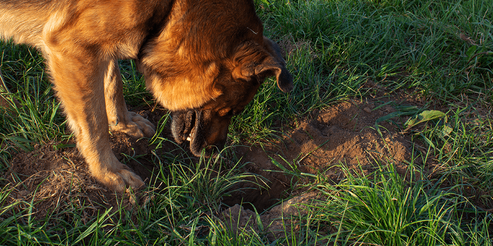 greenstreet gardens-dog digging up lawn