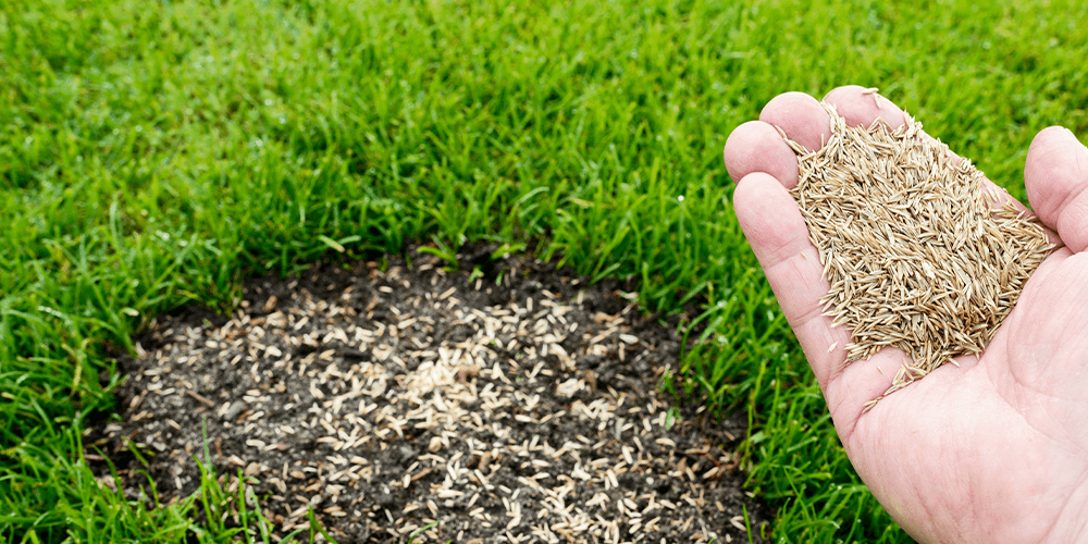 greenstreet gardens-laying new grass seed