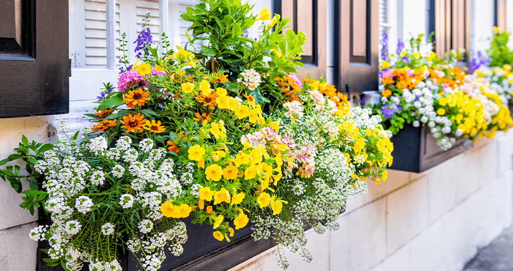-colorful window box planters