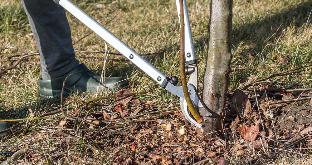 Greenstreet Gardens -How to Manage Tree Suckers -removal of suckers from tree