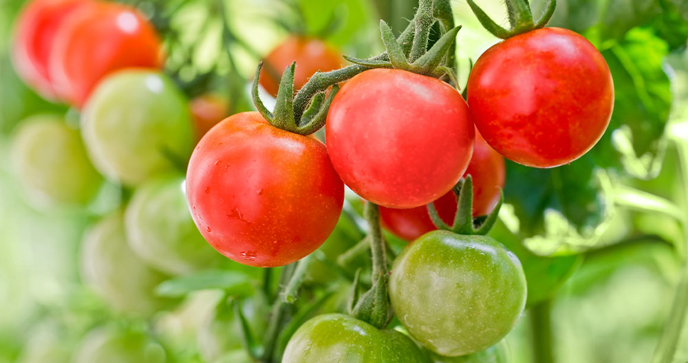 Greenstreet Gardens -Creative Ways to Grow Cherry Tomatoes-cherry tomatoes ready for harvest