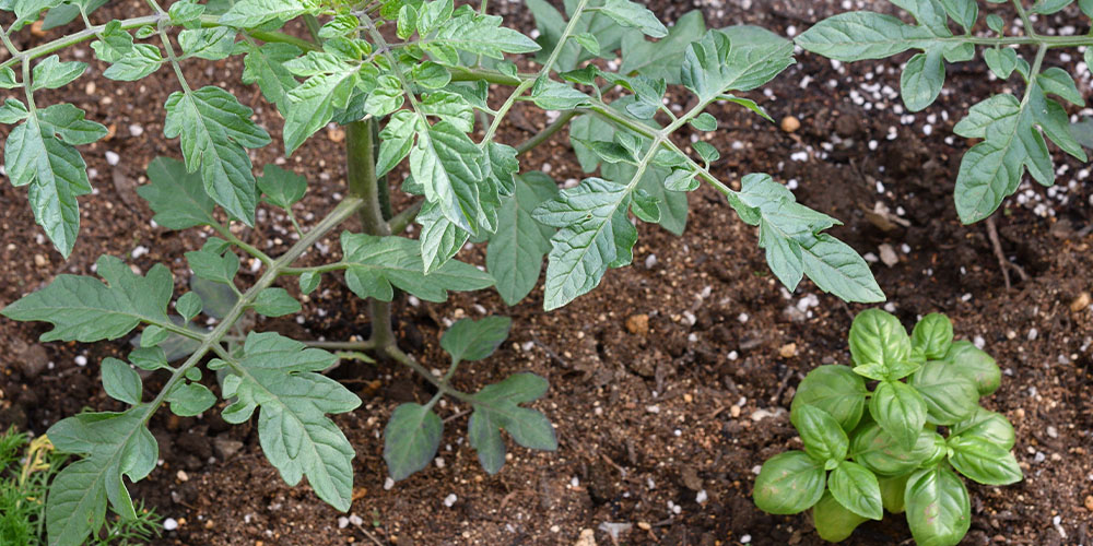 Greenstreet Gardens -Creative Ways to Grow Cherry Tomatoes-companion planting tomato and basil