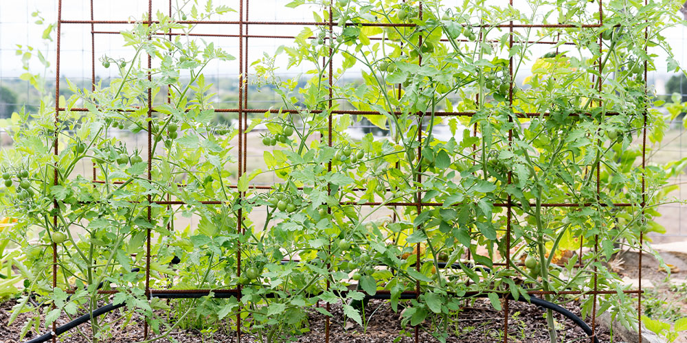 Greenstreet Gardens -Creative Ways to Grow Cherry Tomatoes-growing tomatoes on trellis