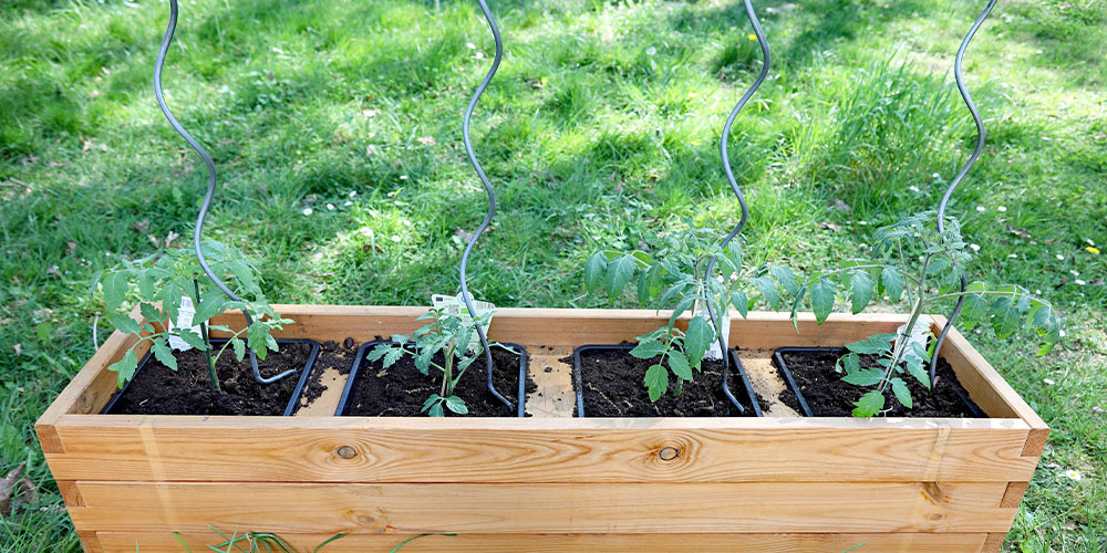 Greenstreet Gardens -Creative Ways to Grow Cherry Tomatoes-spiral tomato stakes