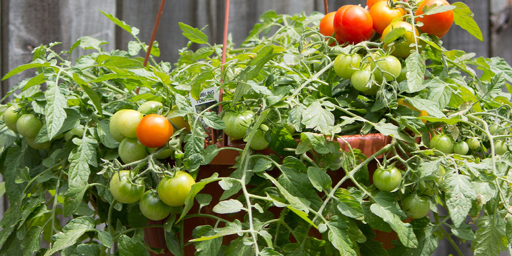 Greenstreet Gardens -Creative Ways to Grow Cherry Tomatoes-tomato hanging basket