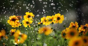 Greenstreet Gardens -Protect Your Landscape From Heavy Rain-rain on flowers