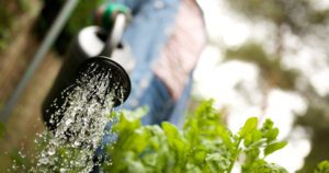 Greenstreet Gardens -Tips to Make Watering more Effective-watering the garden