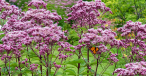 Greenstreet-Gardens--How-to-Care-for-Joe-Pye-Weed-in-Virginia-pollinator-on-joe-pye-weed-flower