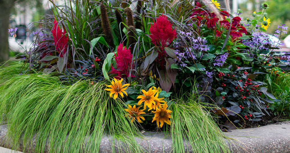 Greenstreet Gardens-Virginia autumn planter pot