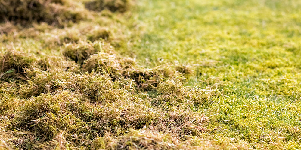 A Complete Guide to Fall Lawn Care | Greenstreet Gardens
