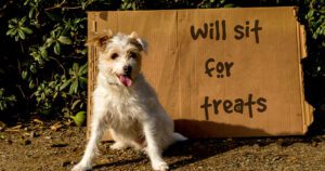 Greenstreet Gardens Virginia-Fall Dog Treats-dog sitting in front of sign reading will sit for treats