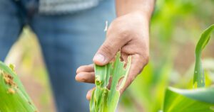 Greenstreet Gardens-Virginia-Fall Garden Pest Control-checking crops for pests
