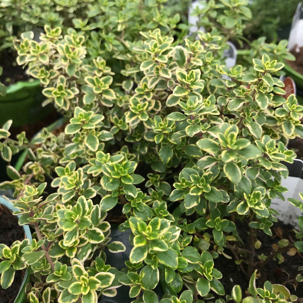Gardening in Alexandria with Thyme