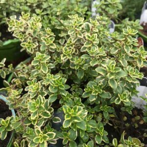 Gardening in Alexandria with Thyme