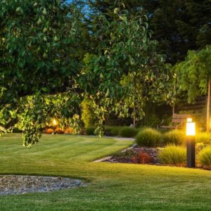 Large Pear Tree Growing in the Middle of Professionally Landscaped Backyard Garden. Evenly Mowed Lawn with Well-Kept Plants Around. Evening Time.