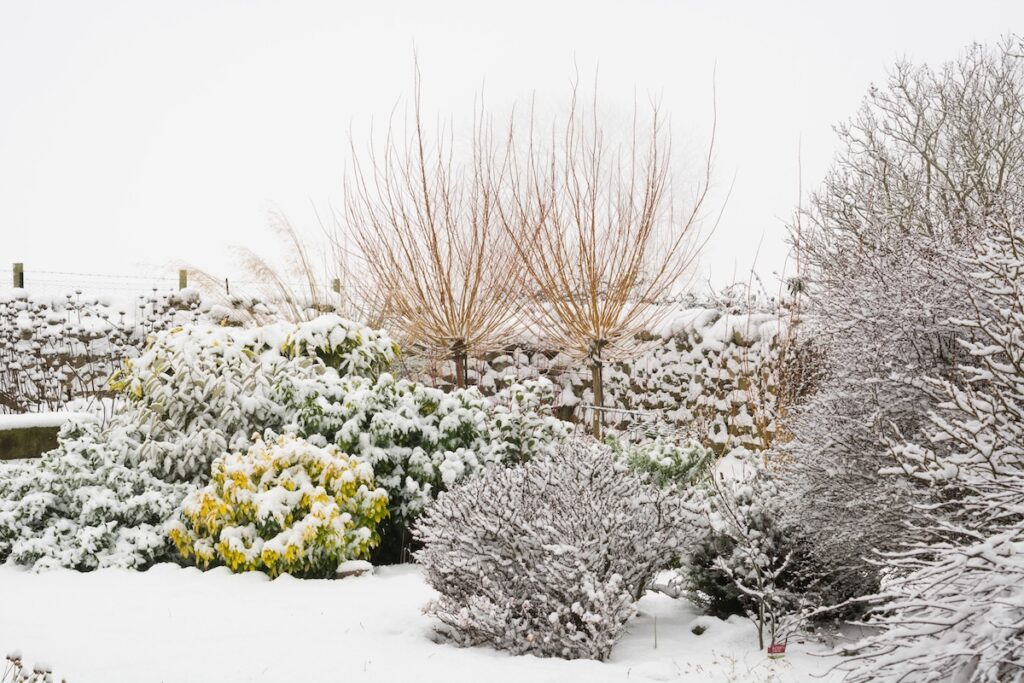 Winter Garden Care at Greenstreet Gardens