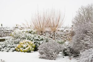 Winter Garden Care at Greenstreet Gardens