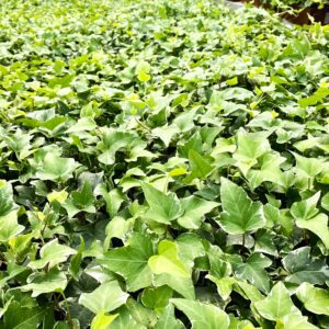 2021_0910_Greenstreet_Growers_Hedera_Ivy_Glacier