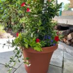 Greenstreet Gardens Container Gardening