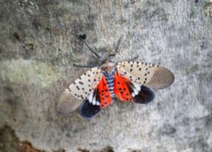 Greenstreet gardens spotted lanternflies