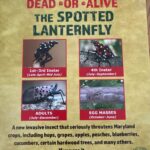 Greenstreet gardens spotted lanternflies