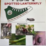 Greenstreet gardens spotted lanternflies