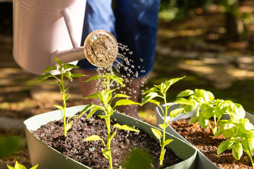 plant watering